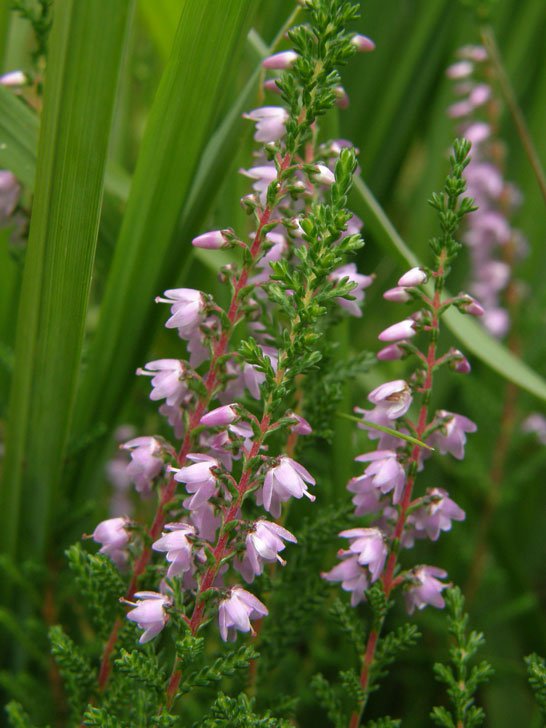 Besenheide / Calluna vulgaris