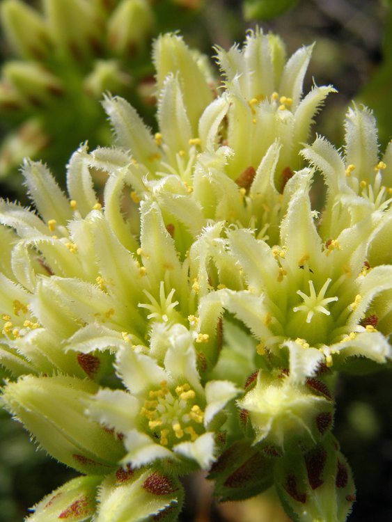 Sprossender Donarsbart / Jovibarba globifera