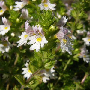 Gewöhnlicher Augentrost / Euphrasia officinalis