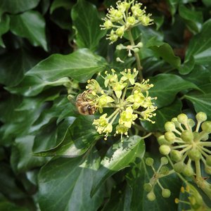 Efeu / Hedera helix