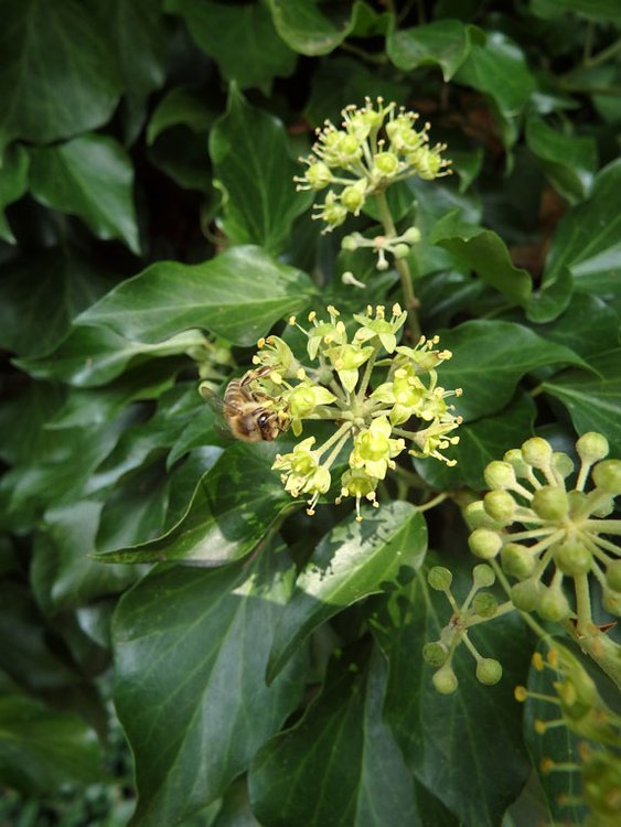 Efeu / Hedera helix