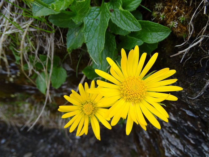 Gletscher-Gämswurz / Doronicum glaciale