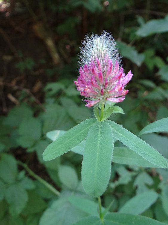 Purpur-Klee / Trifolium rubens