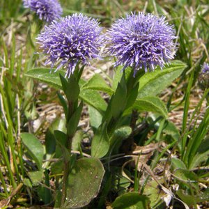 Gewöhnliche Kugelblume / Globularia bisnagarica