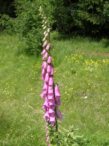 Roter Fingerhut / Digitalis purpurea