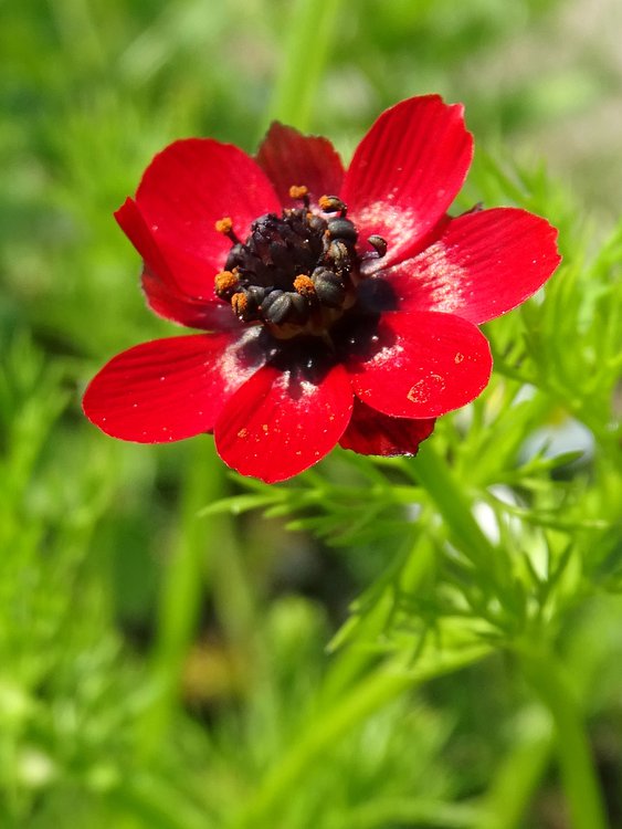 Brennendes Adonisröschen / Adonis flammea