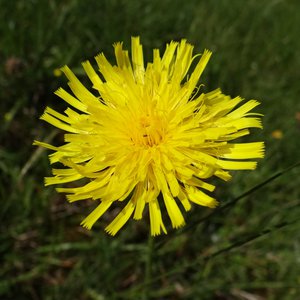 Grauer Löwenzahn / Leontodon incanus