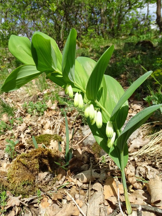 Vielblütiger Salomonsiegel / Polygonatum multiflorum