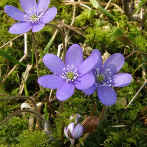 Leberblümchen / Hepatica nobilis