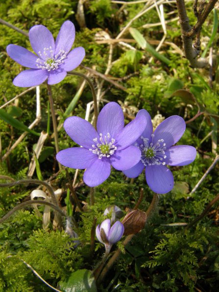 Leberblümchen / Hepatica nobilis