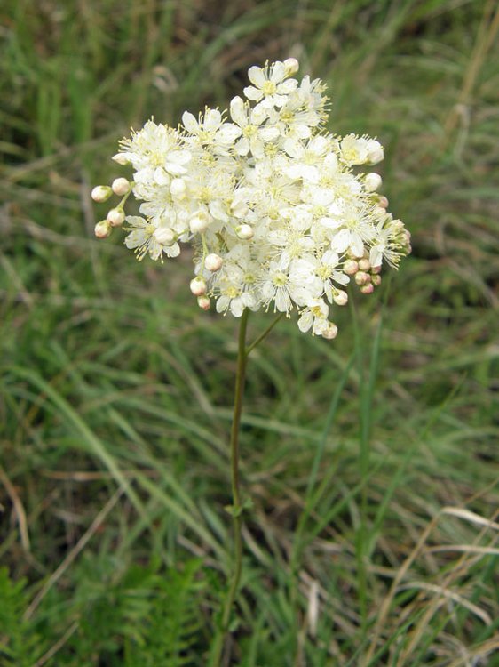 Knolliges Mädesüß / Filipendula vulgaris