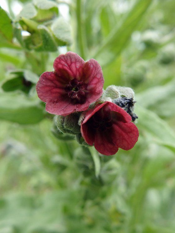 Echte Hundszunge / Cynoglossum officinale
