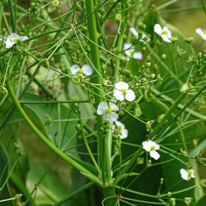 Gewöhnlicher Froschlöffel / Alisma plantago-aquatica