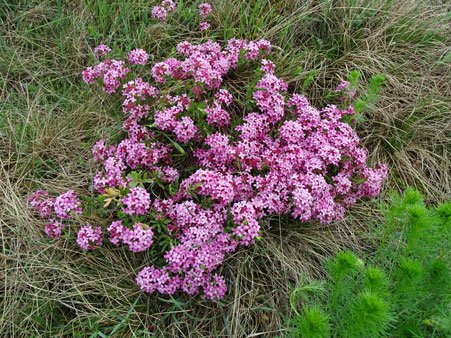 Rosmarin-Seidelbast / Daphne cneorum