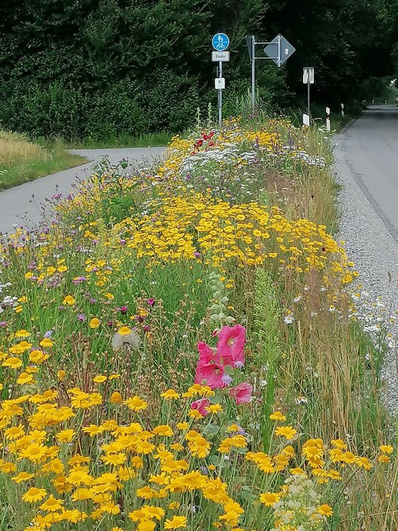 Färber-Hundskamille / Anthemis tinctoria