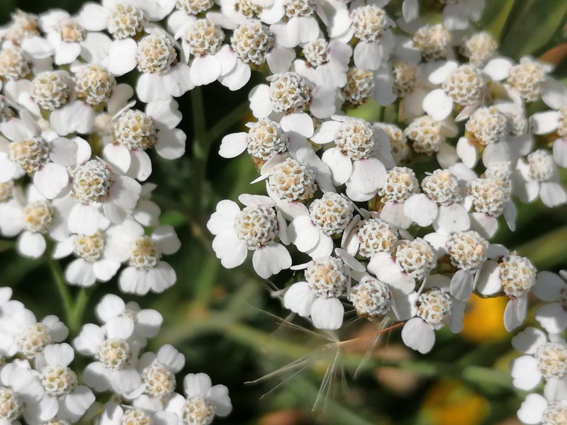 Wiesen-Schafgarbe / Achillea millefolium