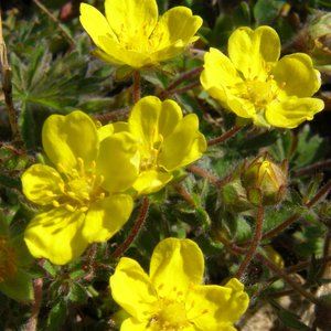 Frühlings-Fingerkraut / Potentilla neumanniana