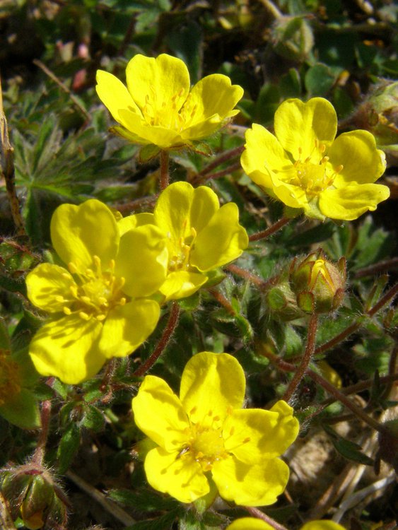 Frühlings-Fingerkraut / Potentilla neumanniana