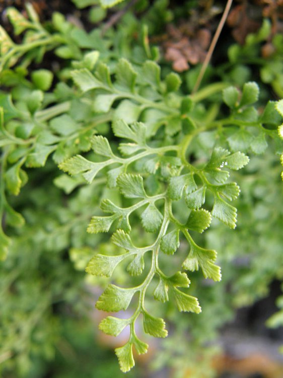 Mauerfarn / Asplenium ruta-muraria