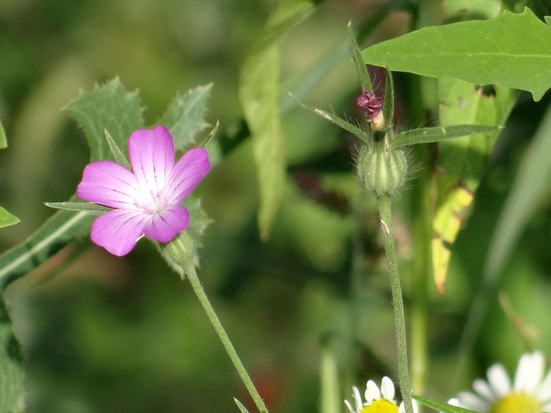 Kornrade / Agrostemma githago