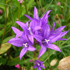 Knäuel-Glockenblume / Campanula glomerata
