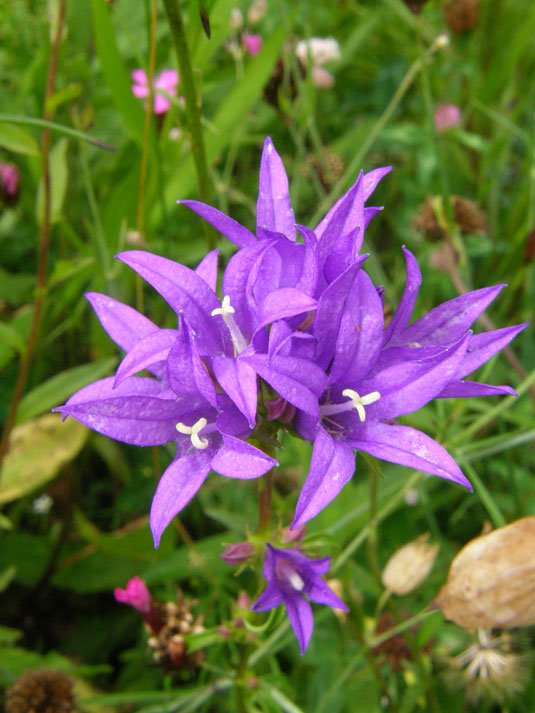 Knäuel-Glockenblume / Campanula glomerata