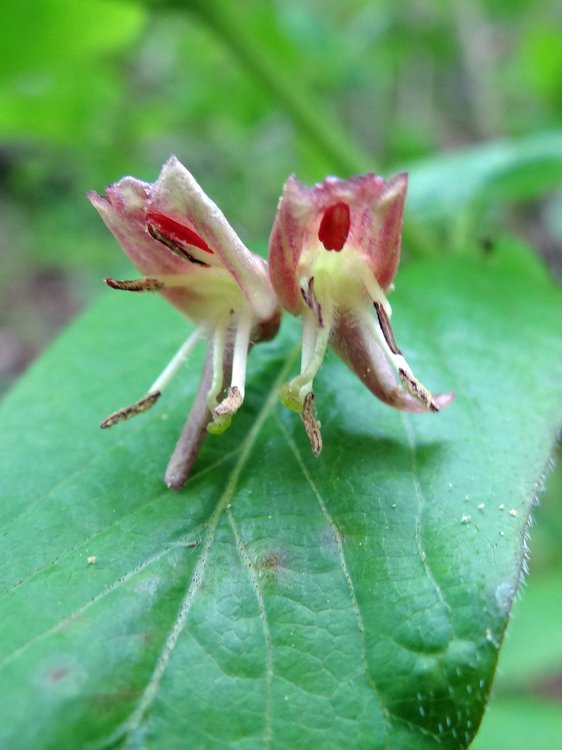 Alpen-Heckenkirsche / Lonicera alpigena