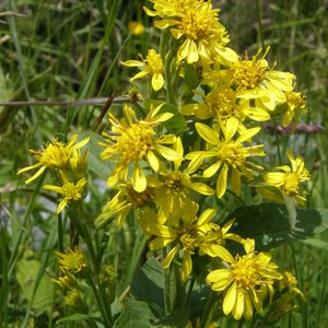 Echte Goldrute / Solidago virgaurea