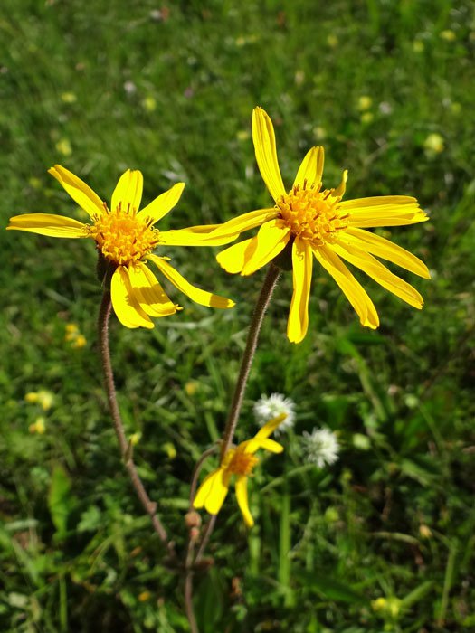 Arnika / Arnica montana