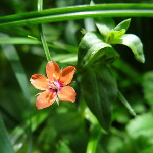 Acker-Gauchheil / Lysimachia arvensis