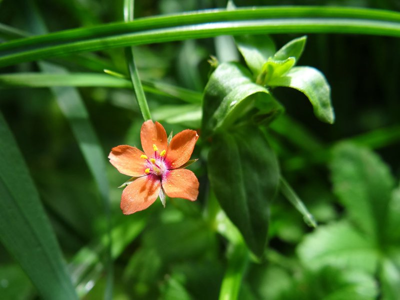 Acker-Gauchheil / Lysimachia arvensis