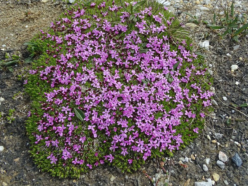 Rotes Seifenkraut / Saponaria ocymoides