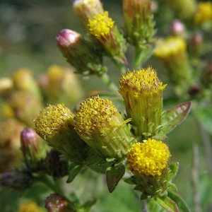 Dürrwurz / Inula conyzae