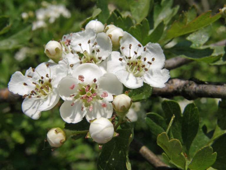 Eingriffeliger Weißdorn / Crataegus monogyna