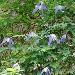 Alpen-Waldrebe / Clematis alpina