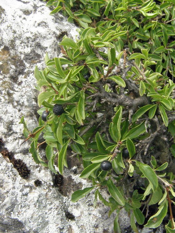 Felsen-Kreuzdorn / Rhamnus saxatilis