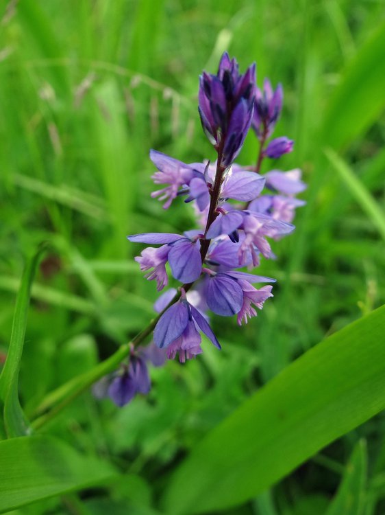 Alpen-Kreuzblume / Polygala alpestris