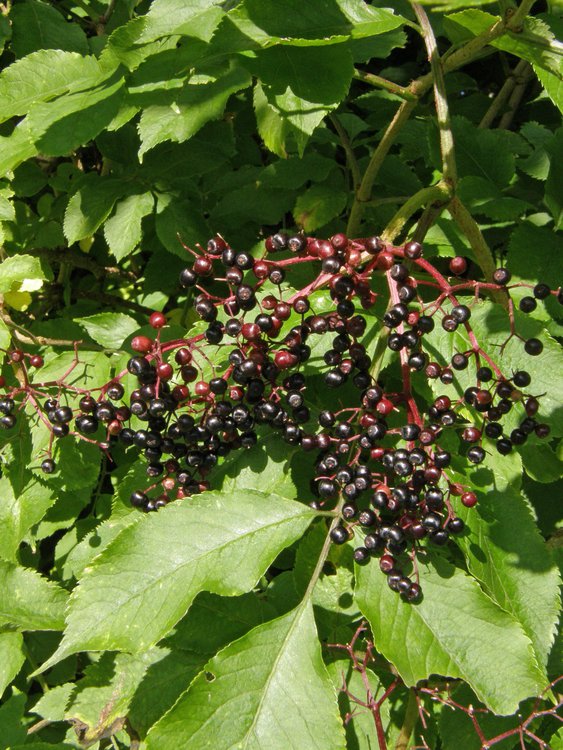 Schwarzer Holunder / Sambucus nigra