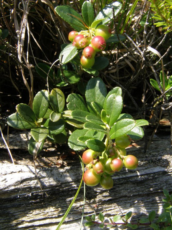 Preiselbeere / Vaccinium vitis-idaea