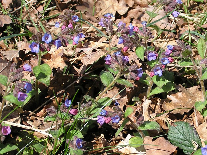 Echtes Lungenkraut / Pulmonaria officinalis
