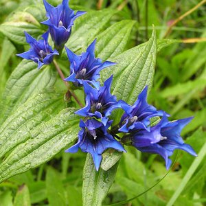Schwalbenwurz-Enzian / Gentiana asclepiadea
