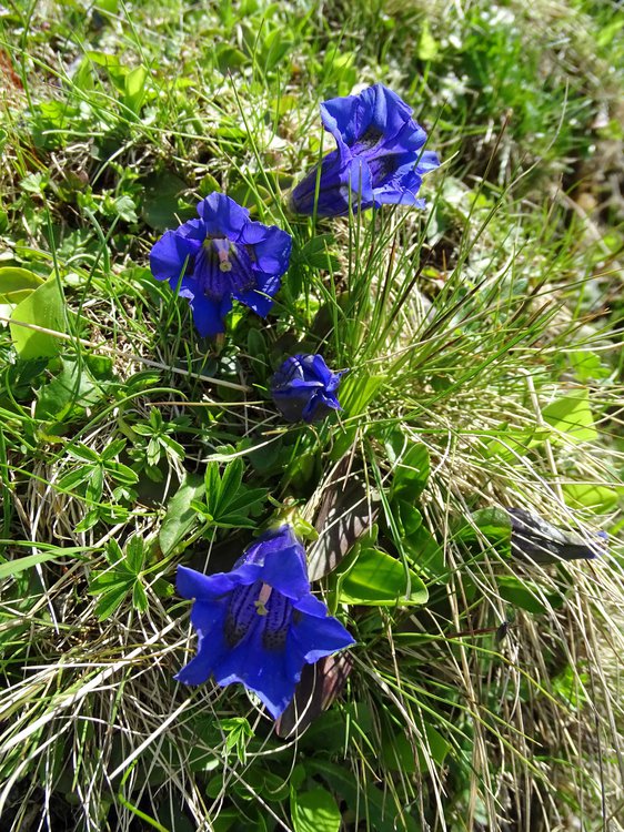 Stängelloser Enzian / Gentiana acaulis