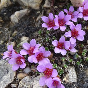 Gegenblättriges Steinbrech / Saxifraga oppositifolia