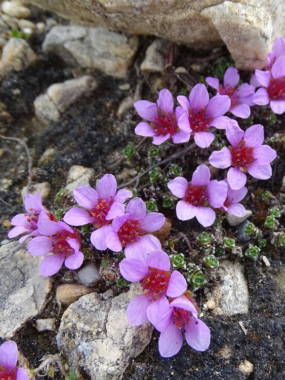 Gegenblättriges Steinbrech / Saxifraga oppositifolia