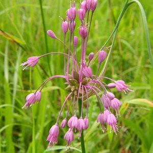 Gekielter Lauch / Allium carinatum