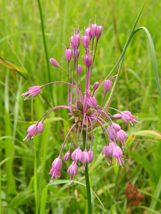 Gekielter Lauch / Allium carinatum