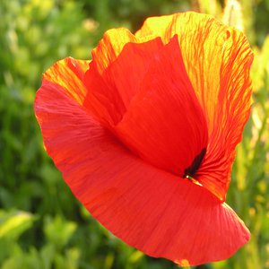 Klatsch-Mohn / Papaver rhoeas