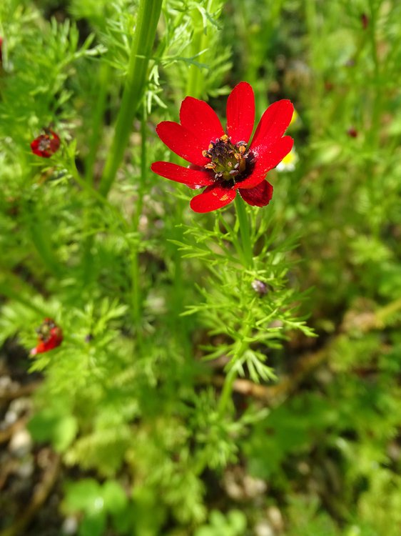 Brennendes Adonisröschen / Adonis flammea