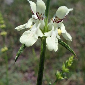 Aufrechter Ziest / Stachys recta
