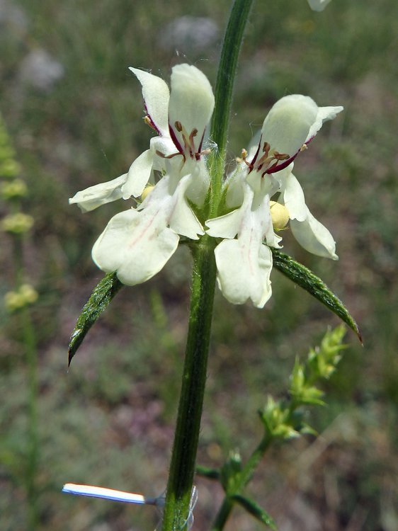 Aufrechter Ziest / Stachys recta